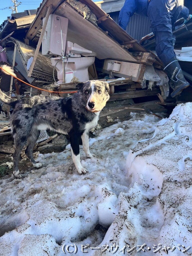 災害救助犬がハンドラーとともに倒壊家屋に入り、被災者の捜索を開始_緊急初動調査_2024年1月2日 ©ピースウィンズ