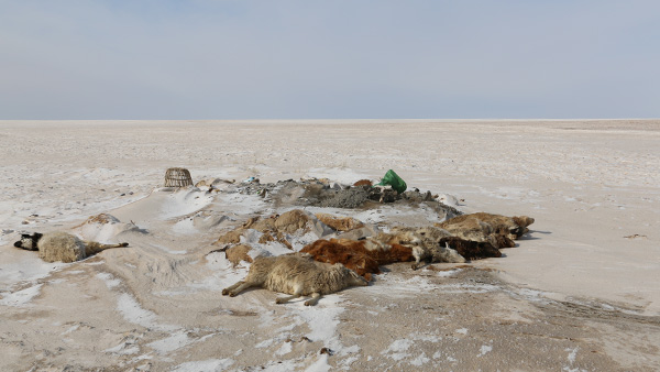 寒雪害は家畜の大量死につながり、遊牧世帯に打撃をもたらす©SCJ