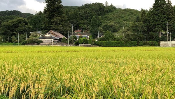Rice field in Kawauchi village