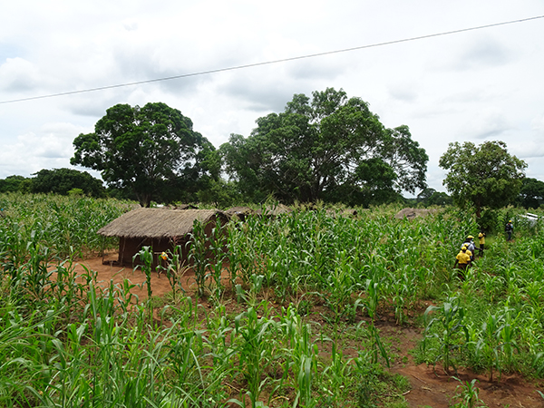 A residence surrounded by maize near harvest ©Peace Winds Japan