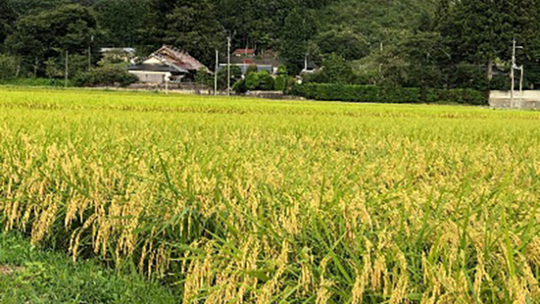 黄金色に輝く川内村の稲穂