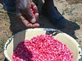 safrica_img3.jpg